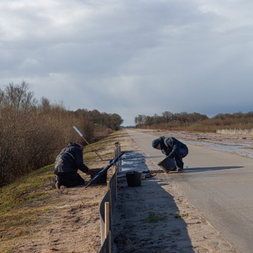 Amfibieën tellen met Staatsbosbeheer