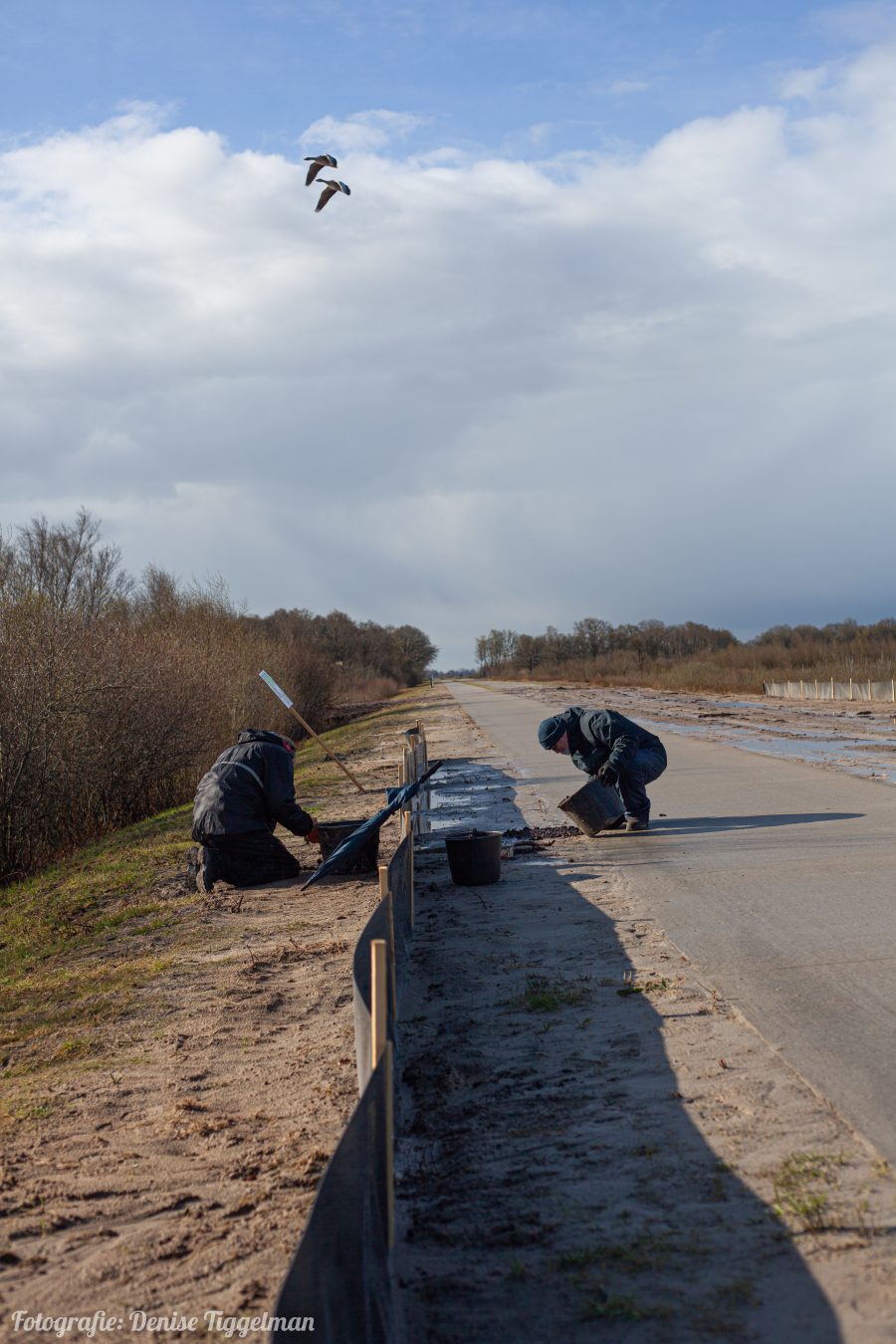 Amfibieën tellen met Staatsbosbeheer