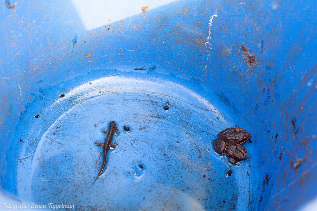 Kleine watersalamander, Heidekikker en gewone pad in de emmer
