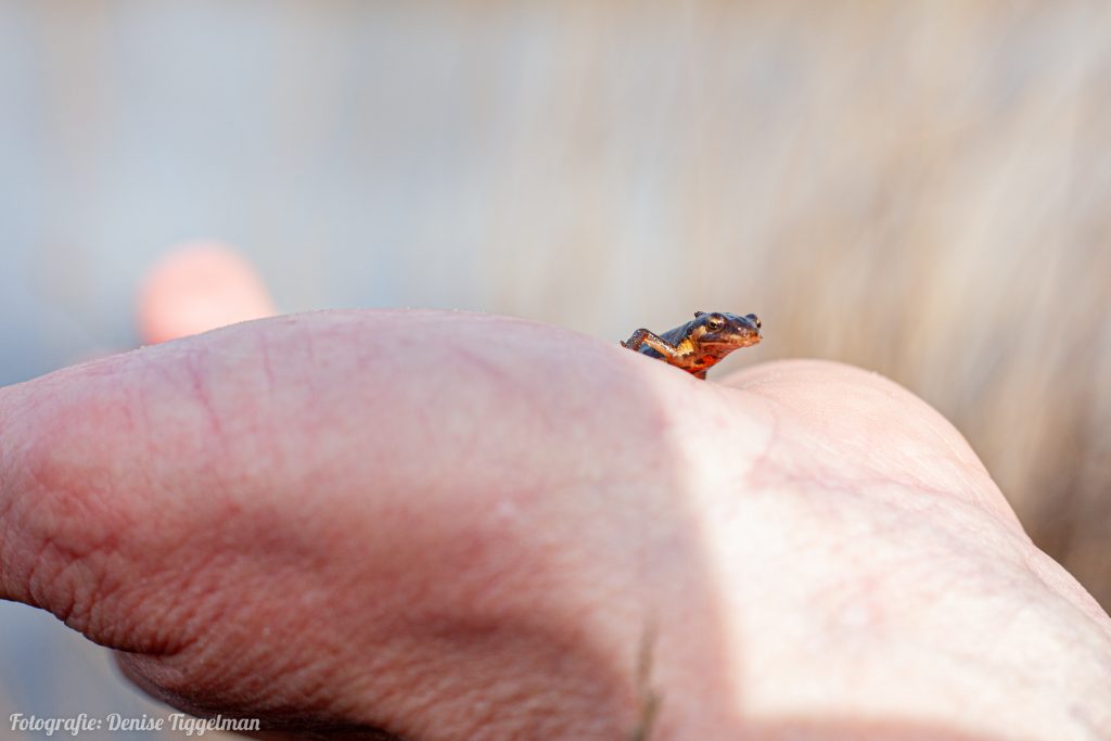 Salamander in het Bargerveen
