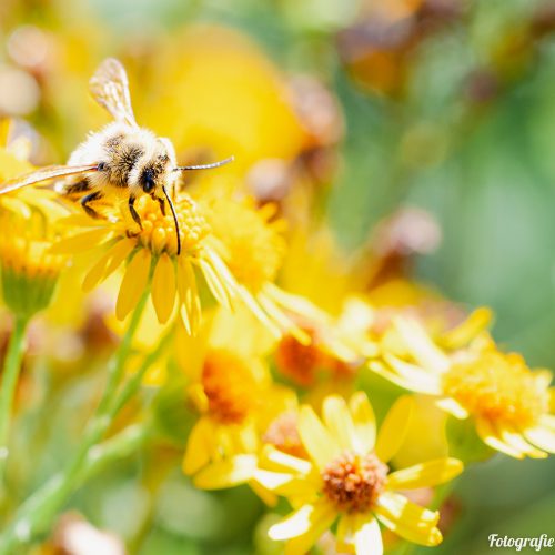 Inheemse planten voor meer biodiversiteit