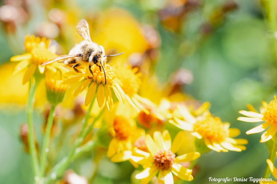 Inheemse planten voor meer biodiversiteit