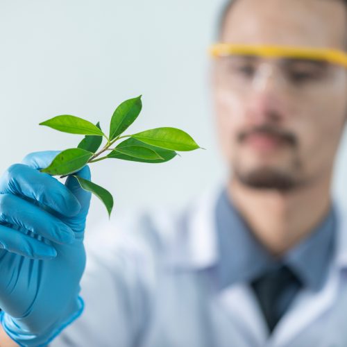 Uitheemse of gekweekte planten in je tuin? Liever niet