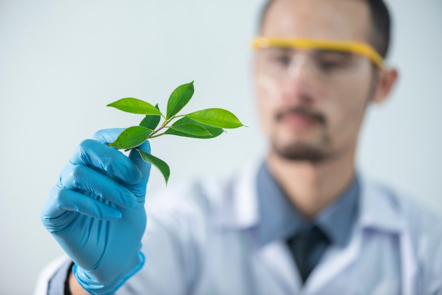 Uitheemse of gekweekte planten in je tuin? Liever niet