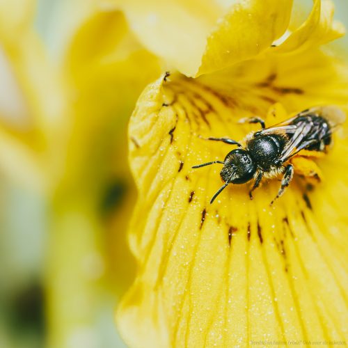 Help de insecten, help biodiversiteit groeien